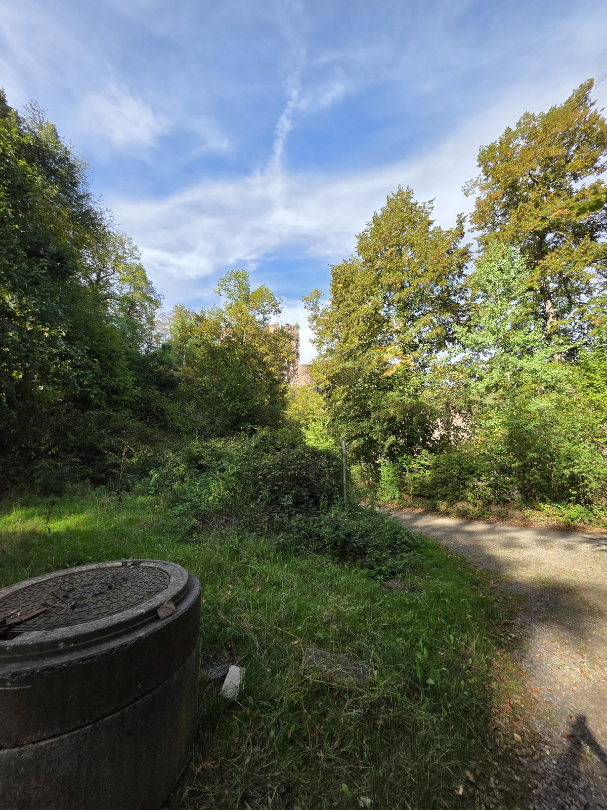 Forest trail